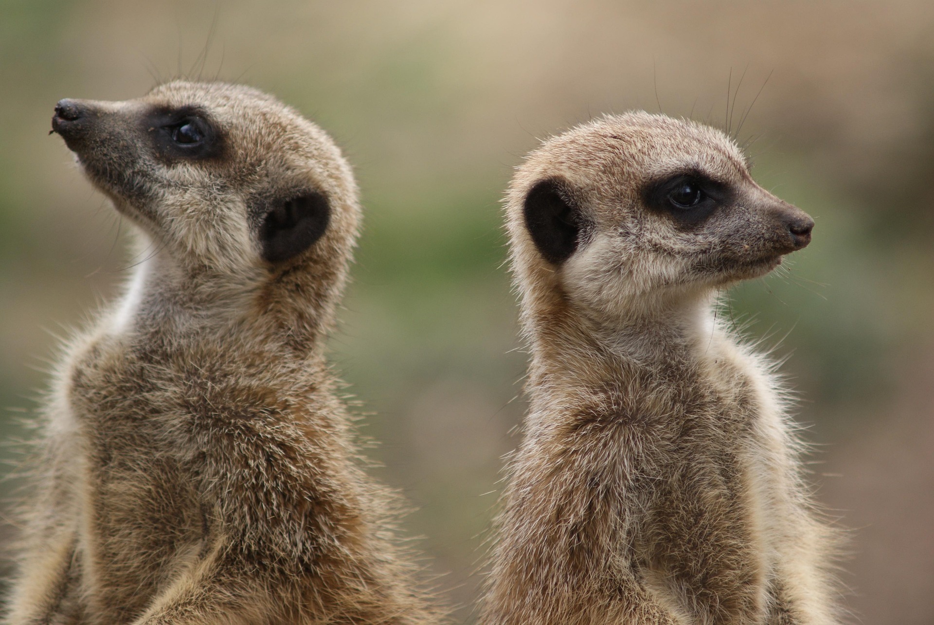 How to Disagree Politely in English (Without Sounding Rude or Weak)